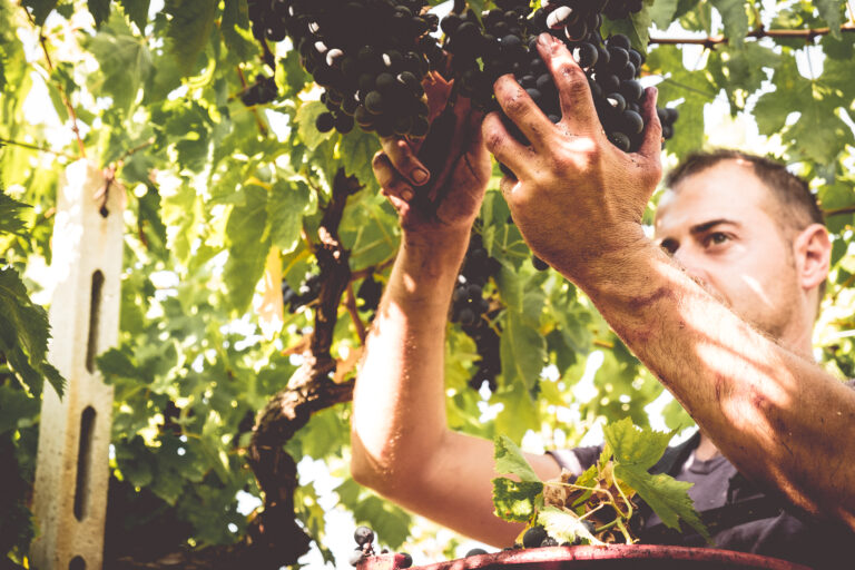Cantine Caravaggio